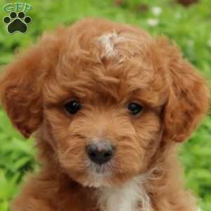 Copy of Copy of Copy of Skye, Mini Goldendoodle Puppy